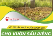 Chăm sóc sầu riêng  🌳 - kỹ thuật tưới nước hiệu quả đạt năng suất cao ✔ 