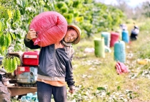 Nông nghiệp tiếp tục lập kỷ lục