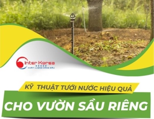 Chăm sóc sầu riêng  🌳 - kỹ thuật tưới nước hiệu quả đạt năng suất cao ✔ 