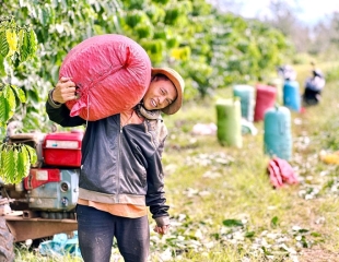 Nông nghiệp tiếp tục lập kỷ lục