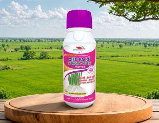 SIÊU RA RỄ ĐẺ NHÁNH - NỞ BỤI
