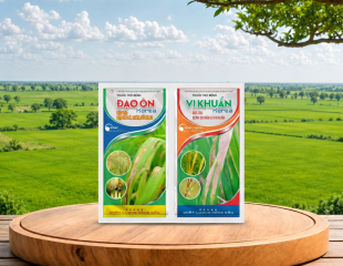 CẶP GÓI ĐẠO ÔN và VI KHUẨN