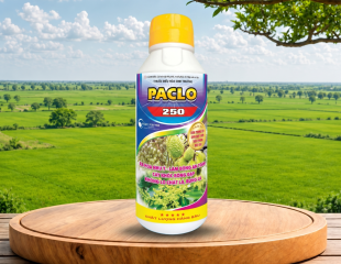 ACHACHA 250SC