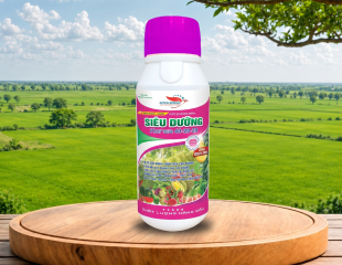 SIÊU DƯỠNG 40-20-20