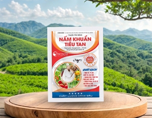 nấm khuẩn tiêu tan