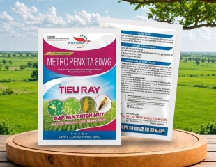 METRO PENXITA 80WG